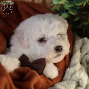 Tiny-Nicolas, Bichon Frise Puppy